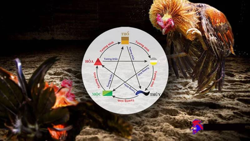Coi Ngày Đá Gà Hôm Nay Theo Ngũ Hành Của Cao Thủ Mê Gà 3 Cách coi ngày đá gà hôm nay theo ngũ hành