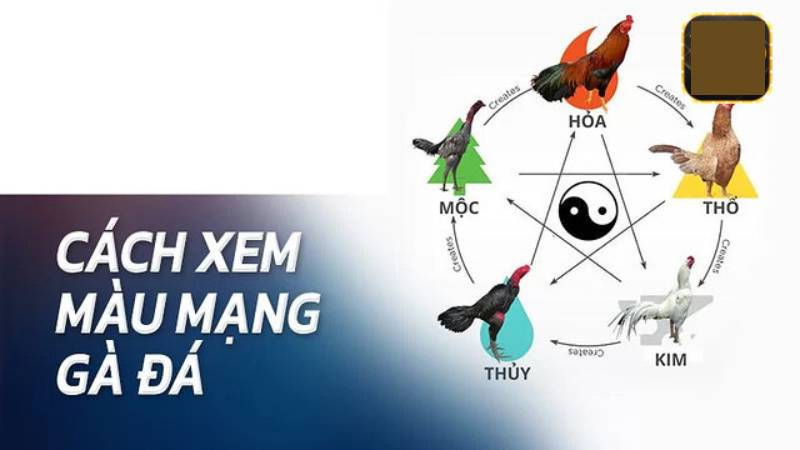 Cách Xem Màu Mạng Gà Đá Theo Ngày Để Chọn Kèo Chuẩn Xác 3 Cách xem màu mạng gà đá theo từng ngày trong tuần