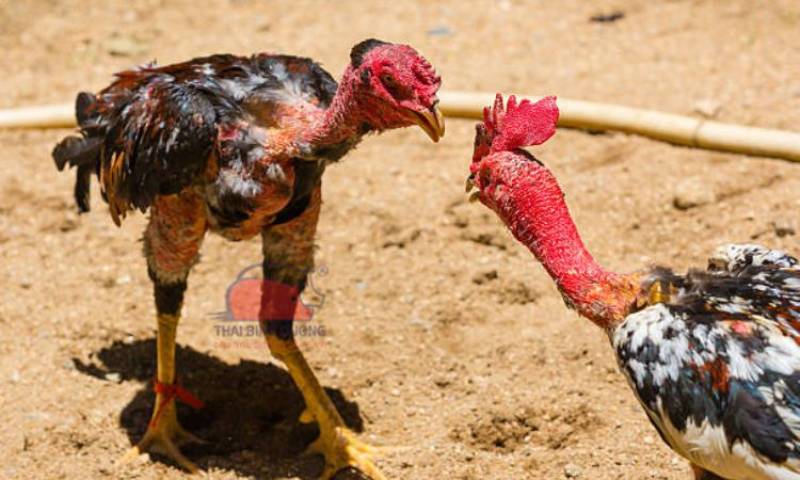 Giống Gà Đá Hay Và Loại Hình Đá Gà Hay – Cách Chọn Chiến Kê Đỉnh Cao 2 Gà nòi Việt Nam