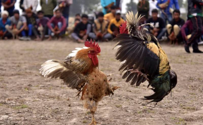 Kinh Kê Gà Chọi, Kinh Kê Diễn Nghĩa – Bí Kíp Chọn Gà Hay Của Sư Kê Xưa 3 Kinh kê diễn nghĩa – Hiểu tường tận ý nghĩa sâu xa