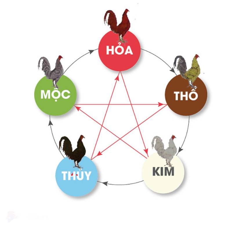 Cách Xem Màu Mạng Gà Đá Theo Ngày Để Chọn Kèo Chuẩn Xác 2 Ngũ hành và mối liên hệ với đá gà