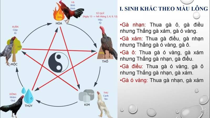 Coi Ngày Đá Gà Hôm Nay Theo Ngũ Hành Của Cao Thủ Mê Gà 4 Thực tế: Coi ngày ngũ hành có thật sự mang lại chiến thắng?